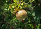 Granatäpple