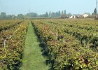 Vingården Rota : Toscana - Veneto